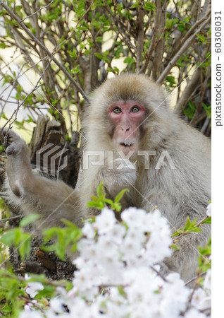 Sakura and Japanese monkeys 60308031