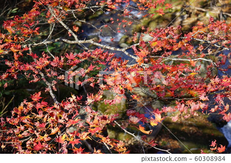 Autumn at Hayaikemine Quasi-National Park Autumn at Hayaikemine Quasi-National Park 60308984