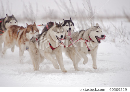 Sled dog team competes in sled dog racing 60309229