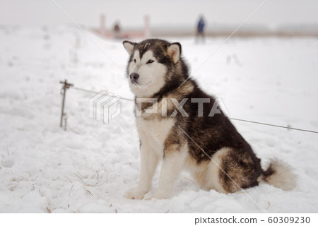 are alaskan malamutes racing dogs