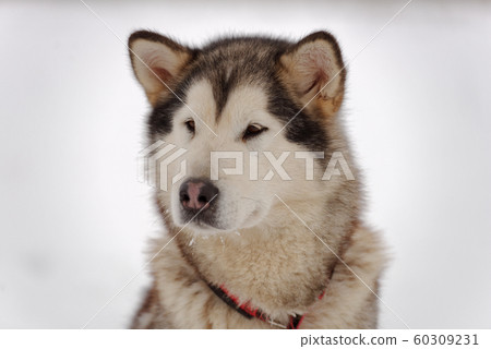 Alaskan Malamute dog before the sled dog racing 60309231