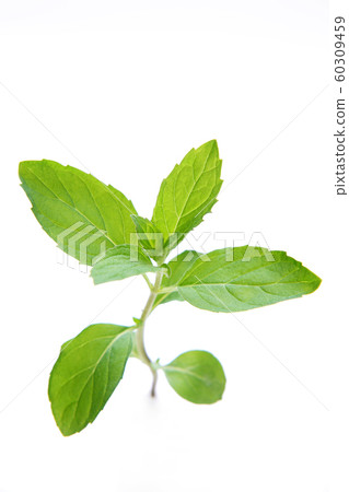 Hackerhokut 60309459