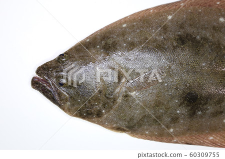 Flounder head 60309755