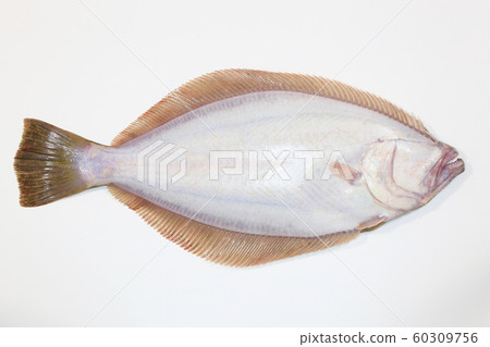 比目魚腹部（活比目魚） 60309756
