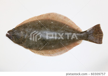 Flounder (live flounder) 60309757