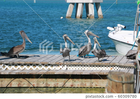 基韋斯特 60309780