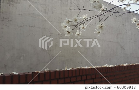 magnolia magnolia 60309918