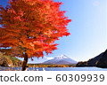 Autumn leaves 60309939
