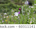 Thistle meets a butterfly 60311141