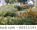 Beautiful Yellow Cosmos 60311143