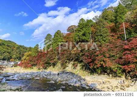 Korohiroki Autumn leaves 60311191