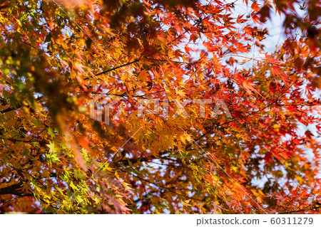 漸變秋天的樹葉 60311279