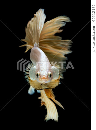 Silver gold long half moon Betta fish. 60312182