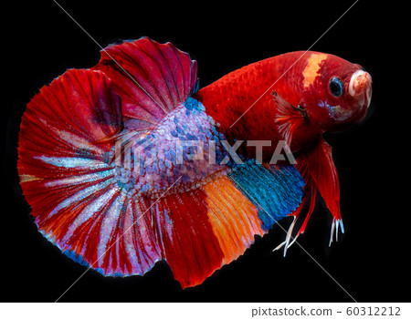Fancy koi galaxy betta fish. 60312212