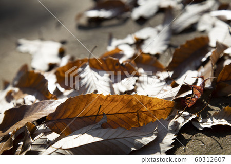 秋天落葉 60312607