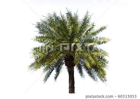 Green beautiful palm tree isolated on white 60313053