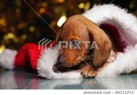 puppy portrait hat dark background puppy portrait hat dark background 60313253