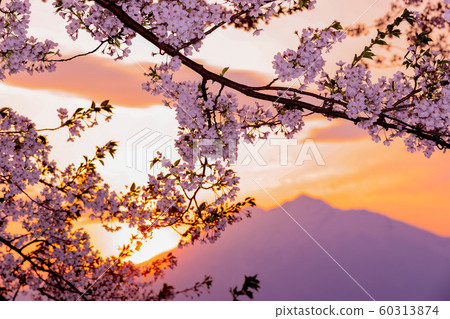 [Hirosaki] Sakura 60313874