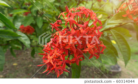 Red spike flower Red spike flower 60314044