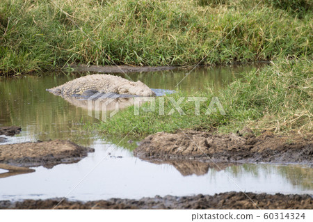 Nile crocodile from Serengeti National Park, Nile crocodile from Serengeti National Park, 60314324