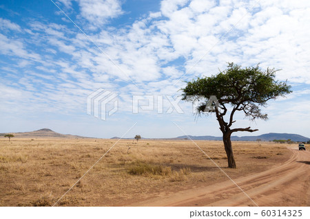 Serengeti National Park landscape, Tanzania, Serengeti National Park landscape, Tanzania, 60314325