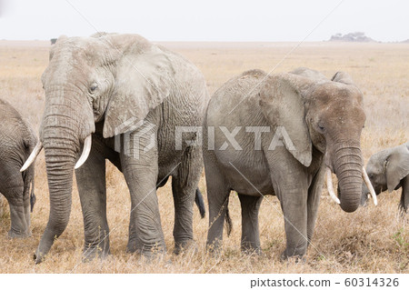 Herd of elephants from Serengeti National Park, Herd of elephants from Serengeti National Park, 60314326