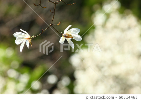 Early spring sunshine Early spring Spring Kobushi White flowers Tree flowers 60314463