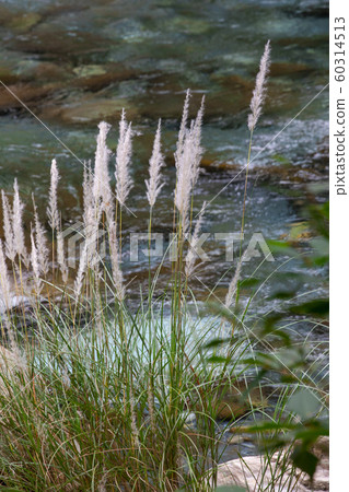 Taiwan, Taroko, Reed grass, Taiwan, Taroko, Reed, Taiwan, Taroko, reed grass, Taiwan, Taroko, Reed grass, Taiwan, Taroko, Reed, Taiwan, Taroko, reed grass, 60314513
