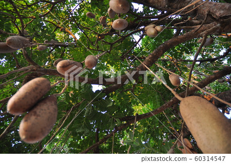 photos of animals, fruit, tree trunks and landscapes 60314547