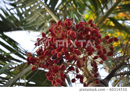 photos of animals, fruit, tree trunks and landscapes photos of animals, fruit, tree trunks and landscapes 60314550
