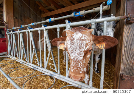 Cows eating hay in dairy farm 60315307