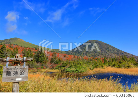 [Aomori] Autumn leaves of water lotus and Hakkoda mountain range 60316065