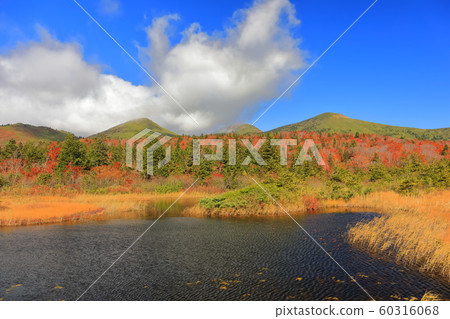 [Aomori] Autumn leaves of water lotus and Hakkoda mountain range 60316068