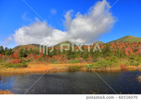 [Aomori] Autumn leaves of water lotus and Hakkoda mountain range 60316070