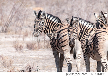 Burchell zebra -Equus quagga burchelli- Grazing on the plains of Etosha 60316095