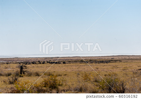 A herd of Wildebeest in Etosha A herd of Wildebeest in Etosha 60316192