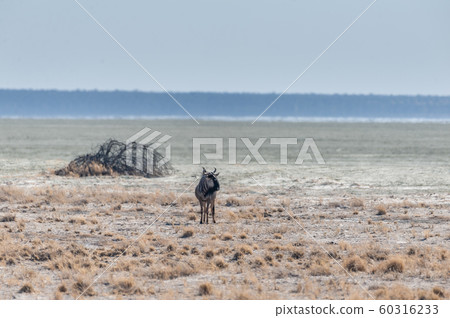 One Wildebeest on the Plains of Etosha One Wildebeest on the Plains of Etosha 60316233