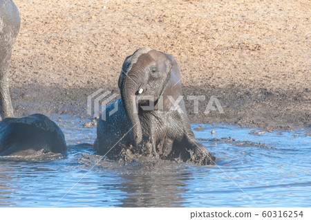 A young African Elephant Bathing in a waterhole 60316254
