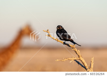 A Drongo stiing on a branch A Drongo stiing on a branch 60316264
