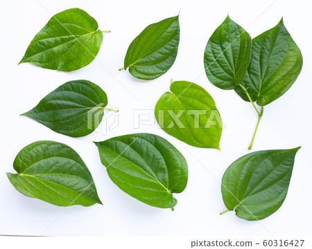 Green betel leaves, Fresh piper betle on white Green betel leaves, Fresh piper betle on white 60316427
