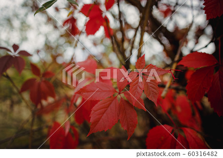 bright red autumn leaves of wild grapes in the bright red autumn leaves of wild grapes in the 60316482