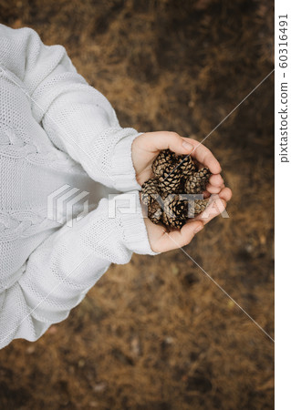 fir cones in female hands. Top view, close-up, 60316491