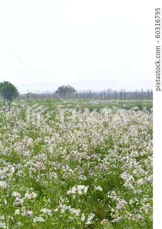 福島縣（新潟縣）的日本蘿蔔花 60316795