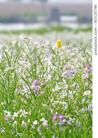 福島縣（新潟縣）的日本蘿蔔花 60316796