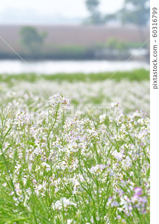 Japanese radish flowers in Fukushimagata (Niigata Prefecture) 60316799