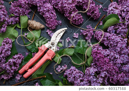 Bunch of purple lilacs and hand pruner 60317588