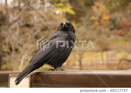 crow camera