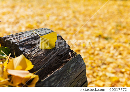 Ginkgo biloba: Ginkgo rug, Ikeda-cho, Kitazumi-gun Ginkgo biloba: Ginkgo rug, Ikeda-cho, Kitazumi-gun 60317772