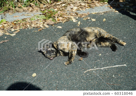 Cat, stray cat, rust pattern, Sabi-chan, November, clear weather, comfortable 60318046