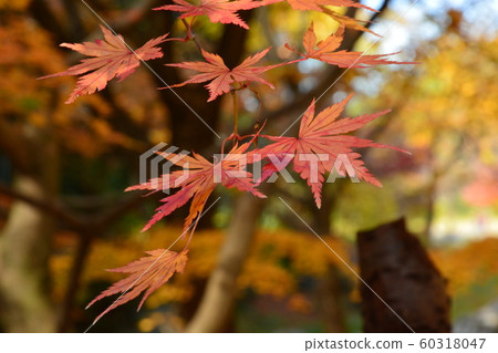 Yamadaike Park 60318047